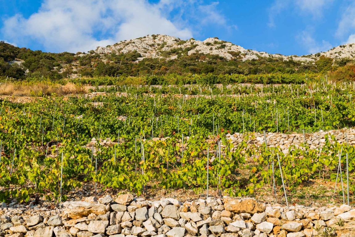 trstenik vineyard croatia holidays